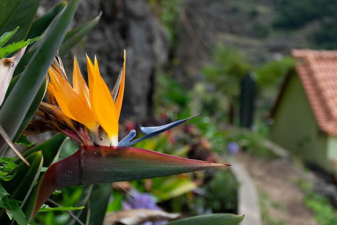 Irismadeira 47 Kaat Ureel 1080