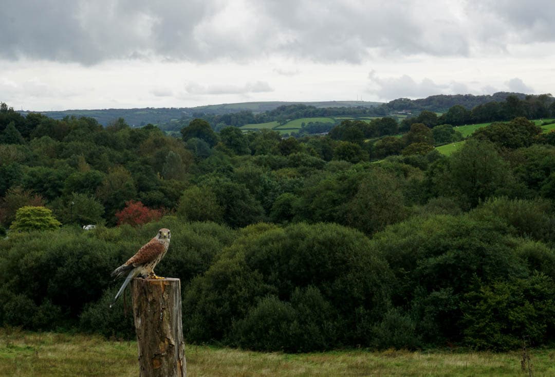 DSC02939 Anneke Van Bockstaele 1080