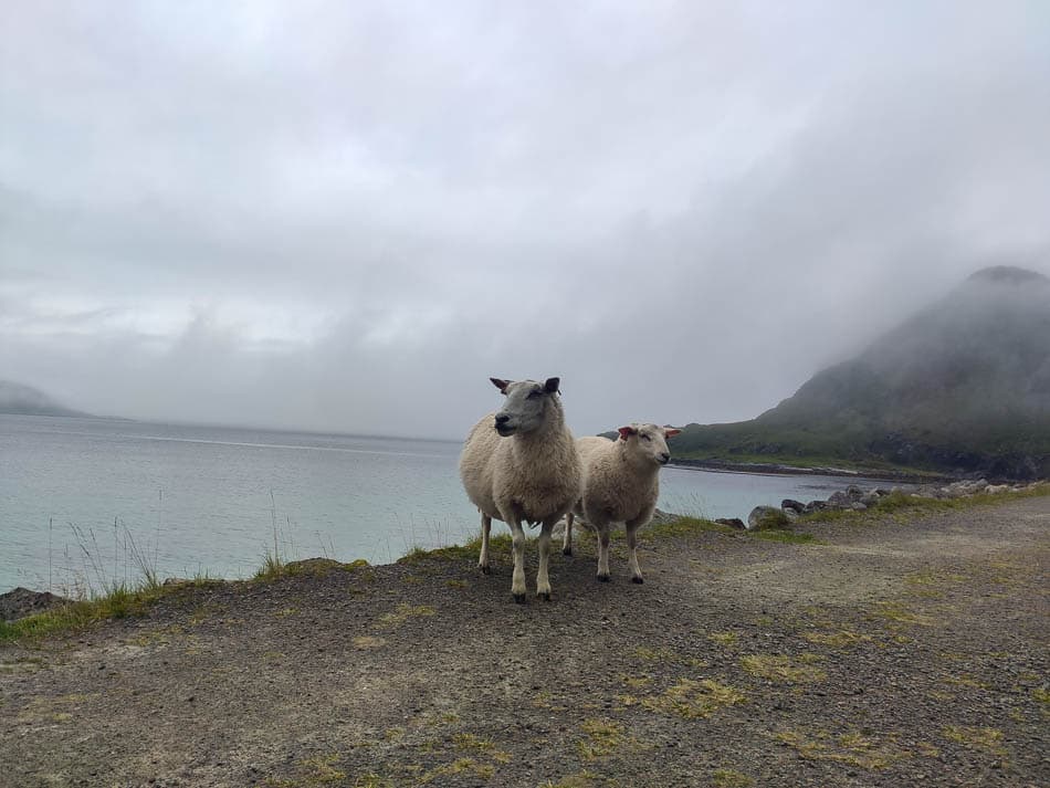 Lofoten 1 NO4LFO Truyken Ossenblok (Check Yentl Lori) Truyken Ossenblok W950