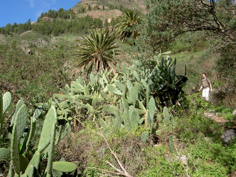 La-Gomera-jong-07-Kim-Vervloet-12-Custom