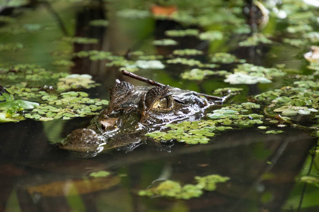 CRAT 2019 Davedeceuninck (24) Dave Deceuninck 1080