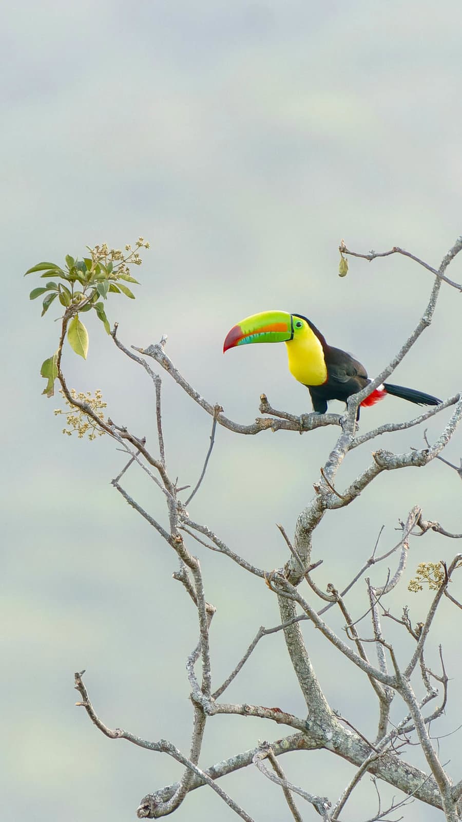 Nrv93costarica 73 1080