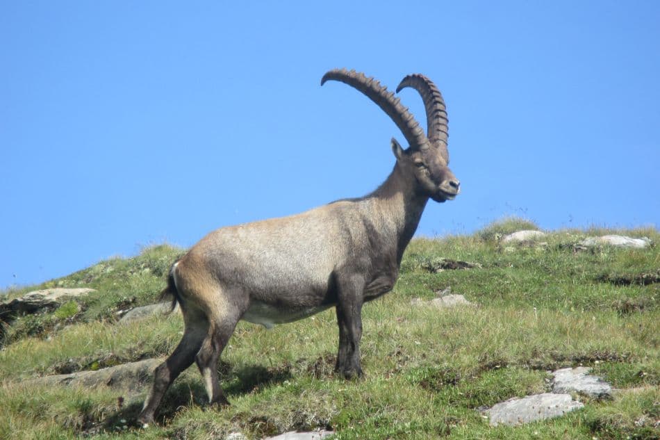 Vanoise 054 Export