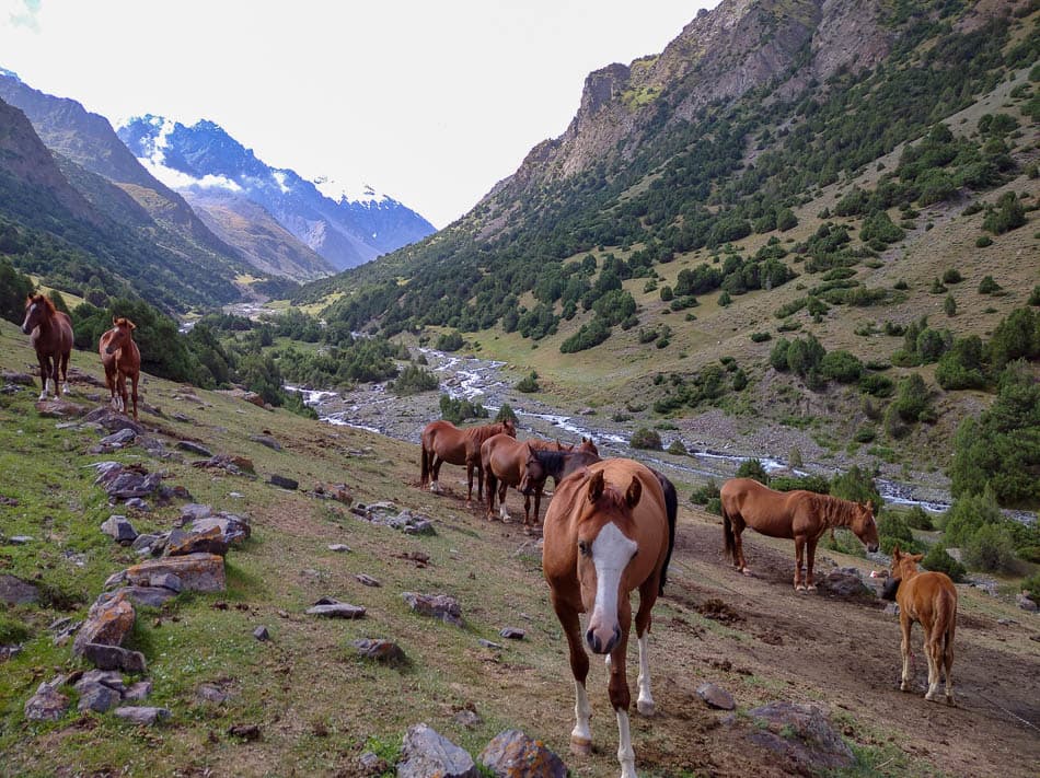 IMG 20220801 101925 1 Kirgizië Selectie Olivier Van Hoey W950 (1)