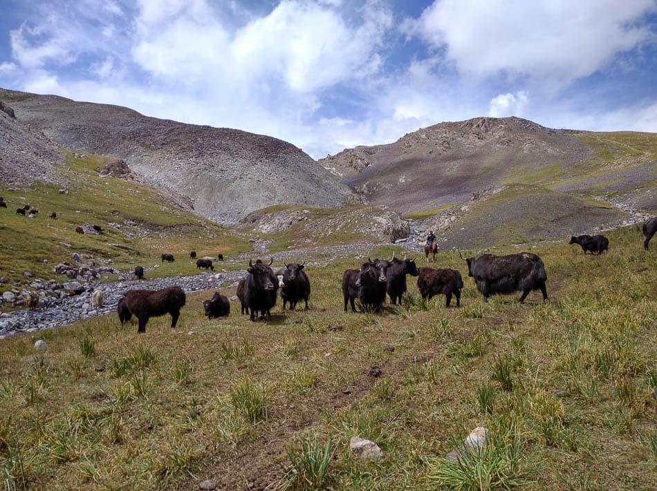 IMG 20220802 132459 1 Kirgizië Selectie Olivier Van Hoey W950