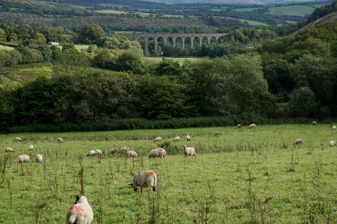 DSC03376 Anneke Van Bockstaele 1080