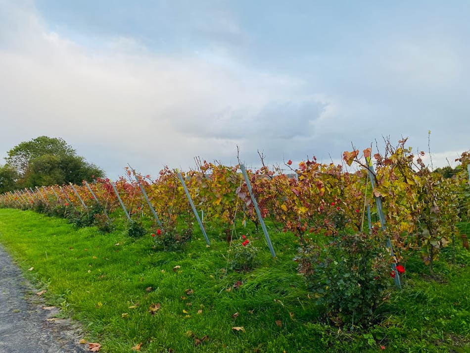 Image00007 Selectie Yasmin Haegeman W950