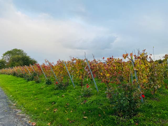 Image00007 Selectie Yasmin Haegeman W950