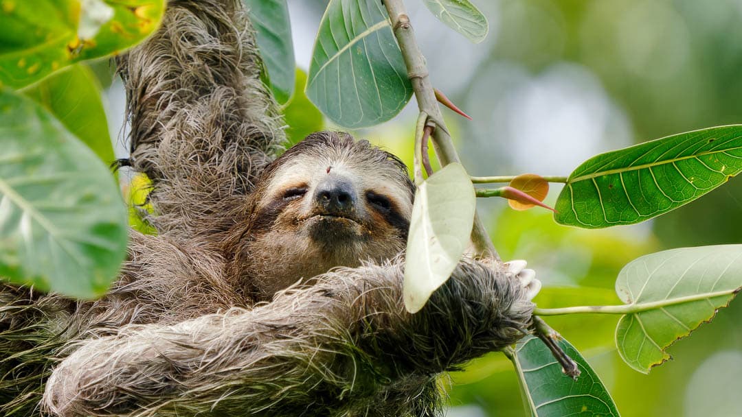 Nrv98costarica 40 1080