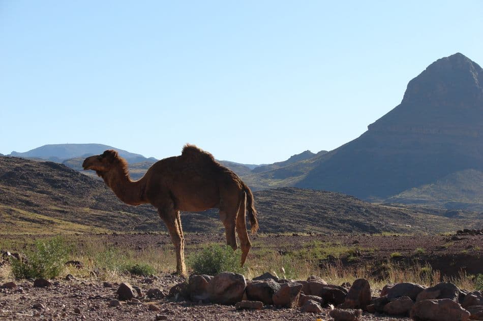 Saghro 07 Tine Deweerdt 23_export_w950