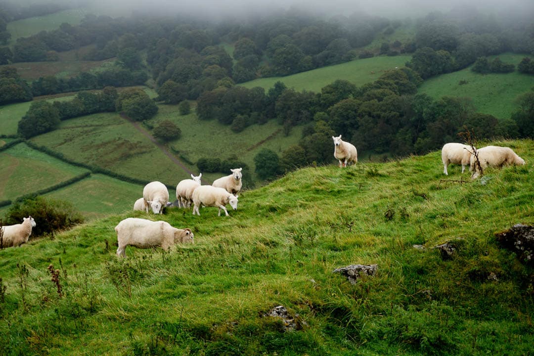 DSC02510 Anneke Van Bockstaele 1080